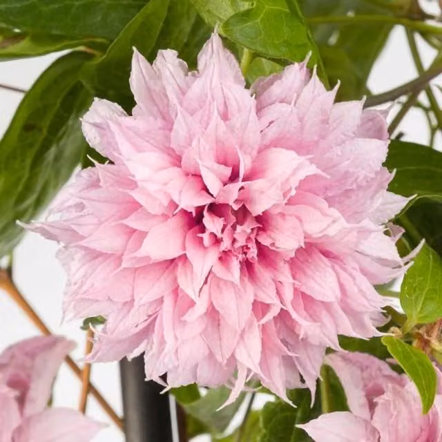 Plant Theory Clematis Multi Bloom Pink Flowering Climbing Vine Plant in Green