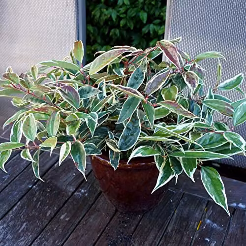 Thompson and Morgan Leucothoe fontanesiana Whitewater Evergreen Hardy Ornamental Shrub with White Flowers and Variegated Foliage, 3.6-Litre – 1