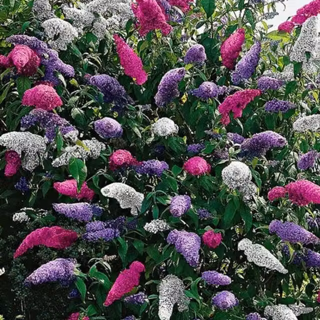 Gardeners Dream Tri-Colour Butterfly Bush Buddleia Ornamental Shrub, Multicolour