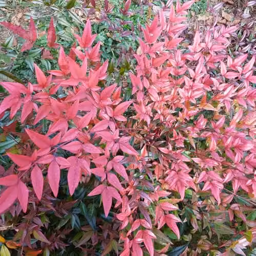 Thompson & Morgan Nandina Domestica Flirt Dwarf Heavenly Bamboo Evergreen Shrub with Red Autumn Foliage, 2 x 2 Litre Pots