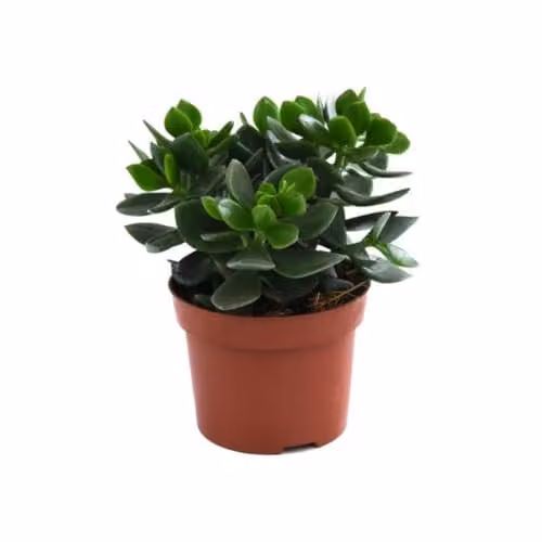 Thompson & Morgan Crassula ovata Hulk Money Plant Succulent, Green, 3 x 12cm Potted Indoor Plants