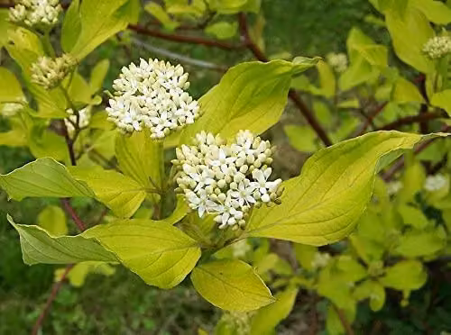 F&G Supplies Native Dogwood Cornus Sanguinea Bare Root Hedging Plants, 5 Pack, Height: 60-90 cm – 3
