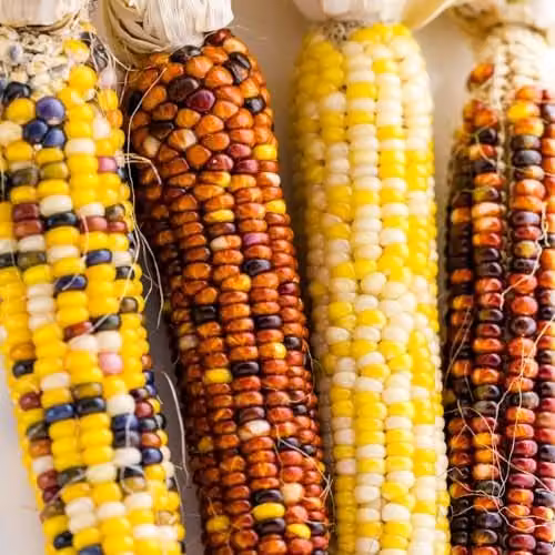 Thompson & Morgan Popcorn Fiesta Sweetcorn Seeds, Multi-Coloured Kernels