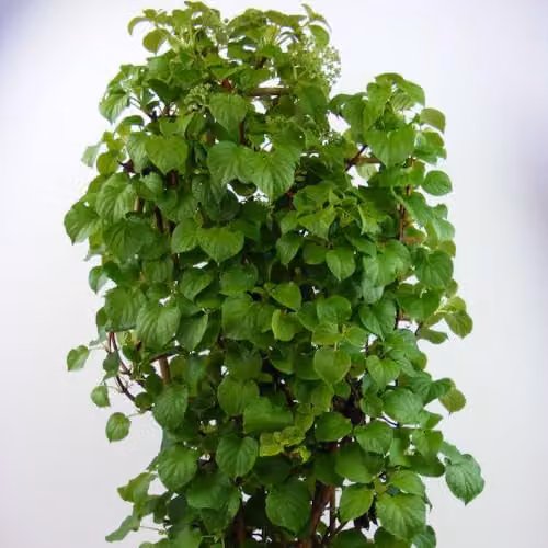 Thompson & Morgan Hydrangea Anomala Petiolaris Climbing Plant with White Summer Blooms in an 18 Litre Pot – 3