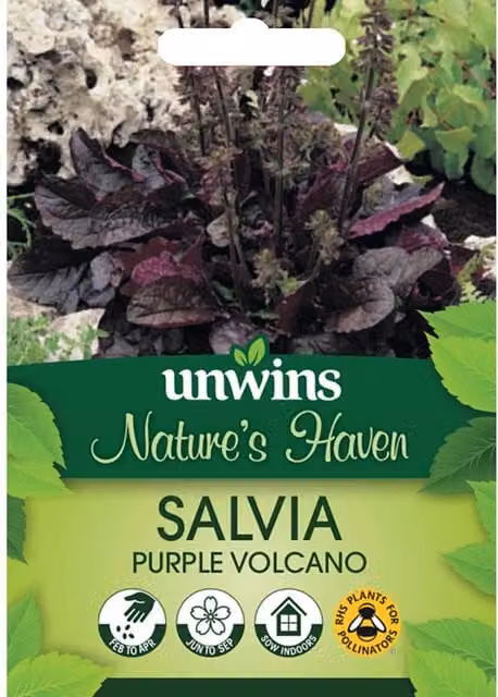 Marshalls Garden Salvia Purple Volcano Flower Seeds, 30 Seeds, Purple and White