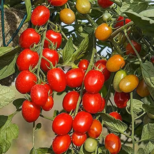 Thompson & Morgan Romello Dwarf Plum Tomato Seeds, High Yielding Red Variety
