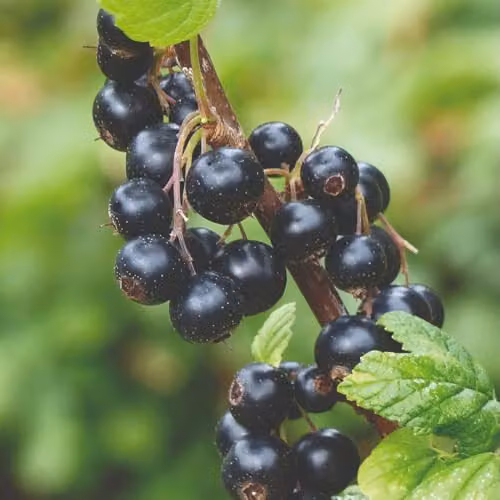 Thompson & Morgan Blackcurrant Titania Hardy Fruit Bush, 2 x 2L Pots
