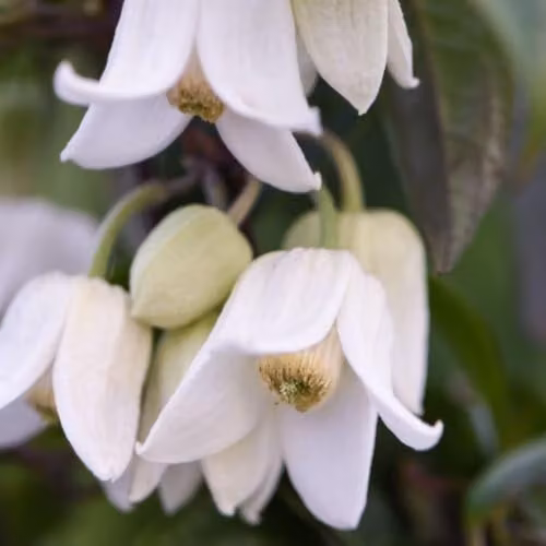 Thompson & Morgan Clematis Winter Beauty Evergreen Hardy Climbing Shrub with Winter Flowers, 7cm Pot and Tower Pot – 2