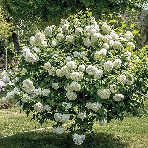 Thompson and Morgan Viburnum Opulus Snowball Shrub, White Flowers, 9cm Pot – 1
