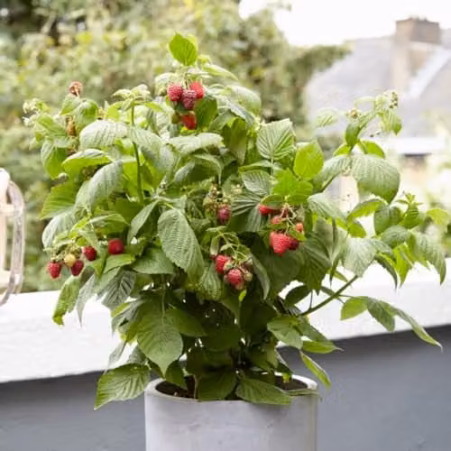 Thompson & Morgan Raspberry Little Sweet Sister Early-Fruiting Autumn Raspberry, 2 x 13cm Potted Plants – 2