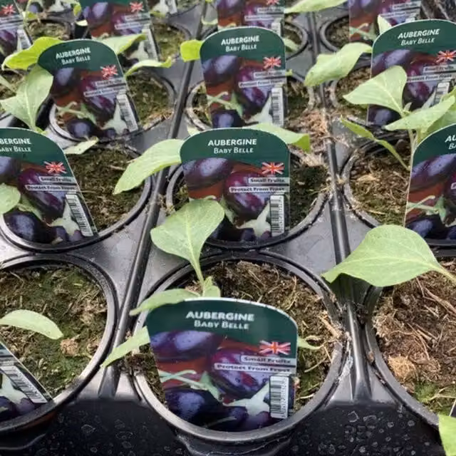 Plants by Post Aubergine Baby Belle Potted Plants, 3 Pack, Dark Purple Fruit