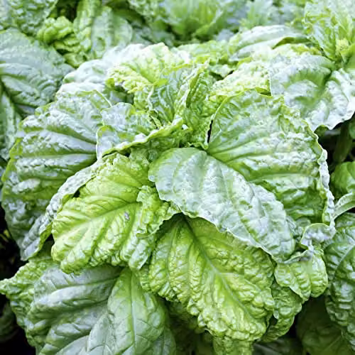 Thompson and Morgan Basil Lettuce Leaf Ocimum basilicum Sweet Basil Seeds, 250 Seeds