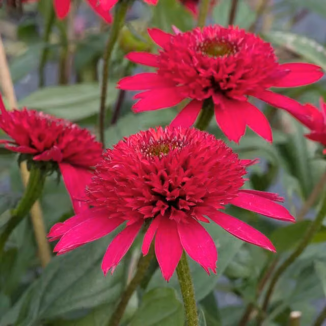 Marshalls Garden Echinacea Sunny Days Ruby Perennial Plant, 3-Pack of 9cm Pots with Red Double Flowers