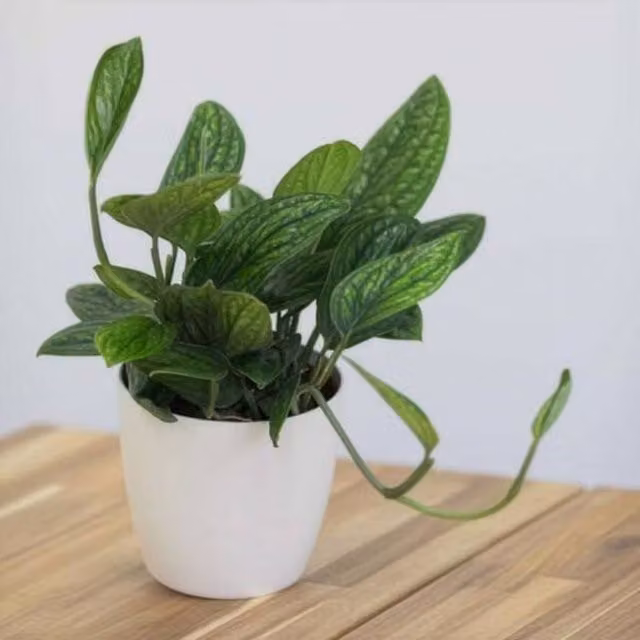 Primrose Plant Theory Scindapsus Marble Planet Devils Ivy Indoor Houseplant in a 12cm Green Pot