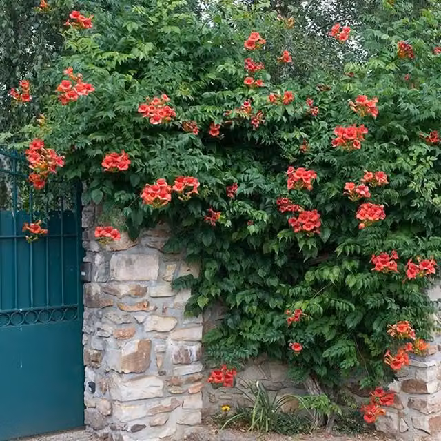 Plant Theory Campsis Madame Galen Chinese Trumpet Red Flowering Vine Plant, Green