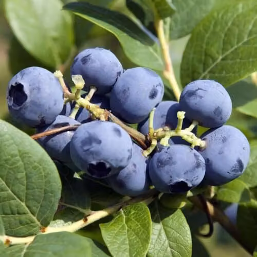 Thompson & Morgan Blueberry Bluecrop 3-Pack and Nurserymans Choice Vegetable Seed 5-Pack – 1