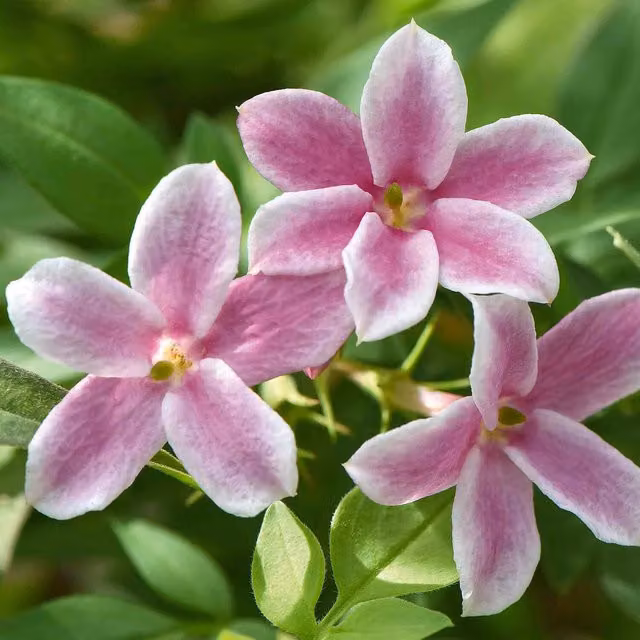 Marshalls Garden Jasminum Starry Starry Summer Scent Fragrant Bicolour Climbing Jasmine, Pink and White
