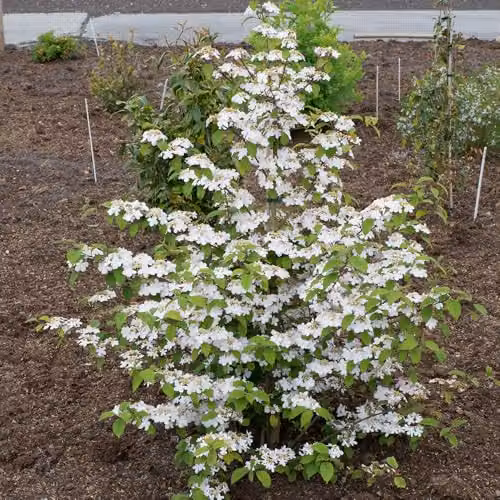 YouGarden Viburnum plicatum Kilimanjaro Sunrise Ornamental Shrub in 3L Pot – 4