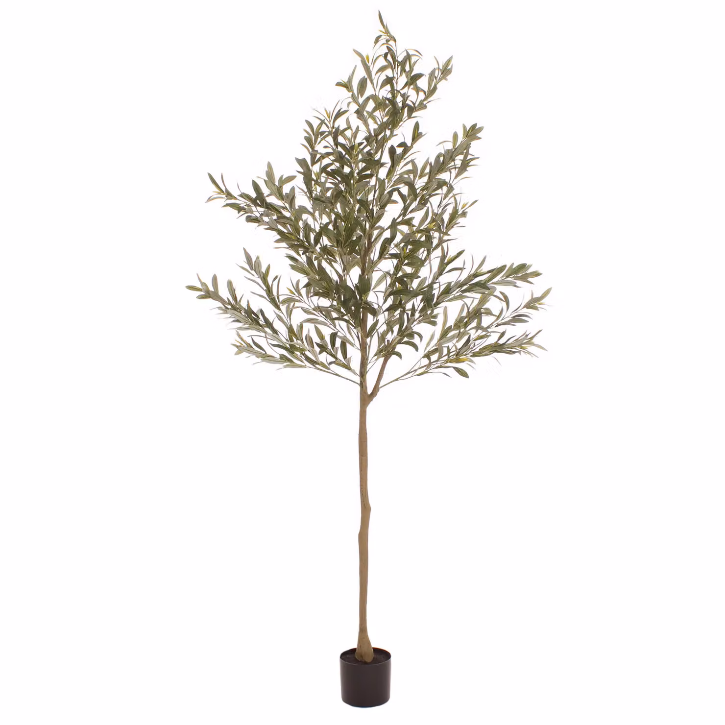 Scottish Everlastings Ltd 190cm Green Mediterranean Olive Tree – 3