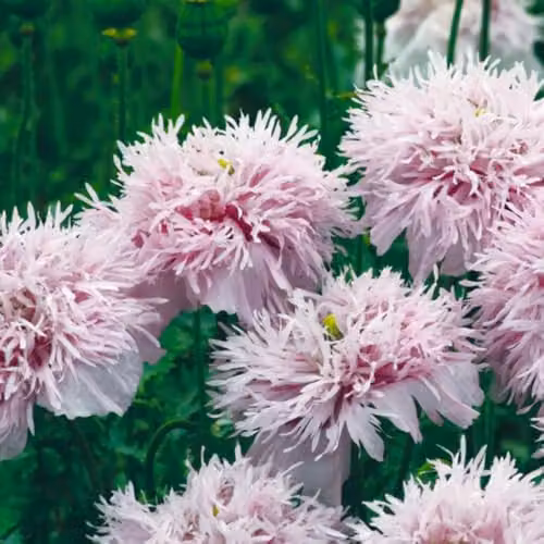 Thompson & Morgan Mr. Men Little Miss Poppy Lilac Pom Pom Pink Opium Poppy Seeds, 225 Seeds – 5