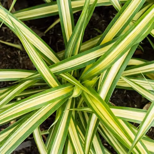 YouGarden Carex Evergold Ornamental Grasses, 3 x 9cm Pots, Variegated Yellow and Green Perennials – 4