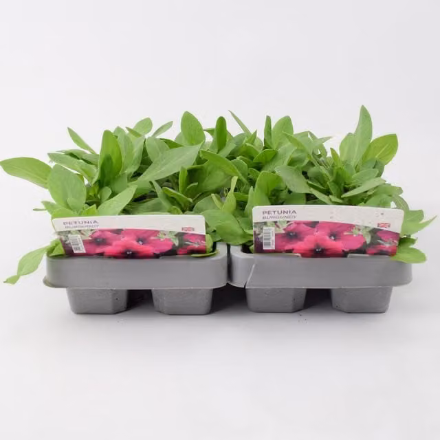 Plants By Post Burgundy Petunia Bedding Plants, Pack of 12