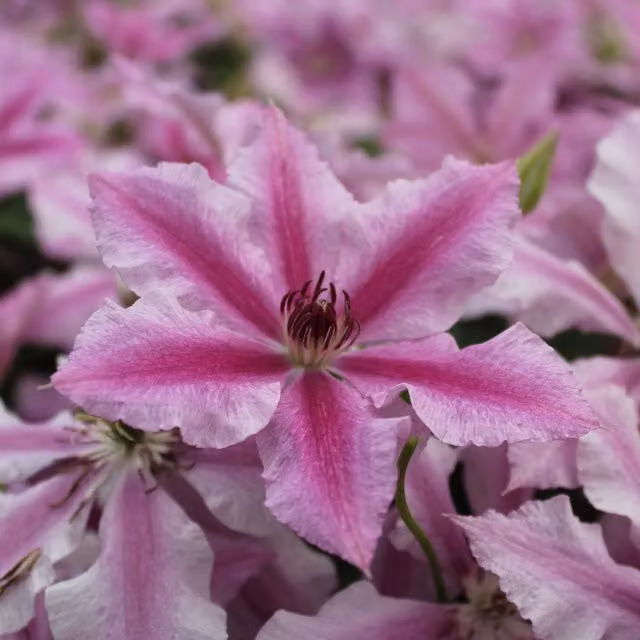 Plants By Post Clematis Ooh La La Evipo041 Pink and Deep Magenta Climber Plant