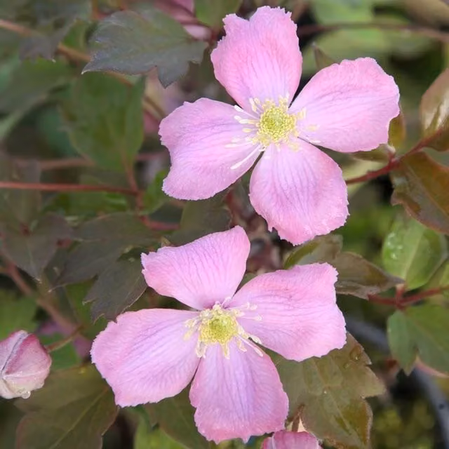 Plant Theory Clematis Montana Tetrarose Pink Flowering Climbing Plant, Green
