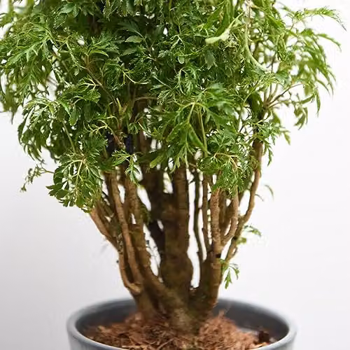 Thompson and Morgan Polyscias fruticosa Ming Indoor Ornamental Shrub with Green Foliage, 1x 12cm Potted Plant – 2