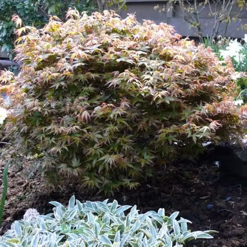 Thompson & Morgan Acer palmatum Little Princess Ornamental Japanese Maple Tree in 23cm Pot – 2