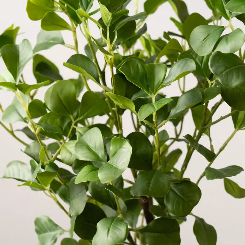Scottish Everlastings Ltd 75cm Heart-leaf Ficus Tree in a White Pot, Green – 2