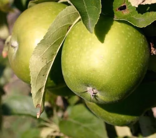 Direct Plants Granny Smith Apple Fruit Tree, 182.88 cm Tall, in a 12 Litre Pot
