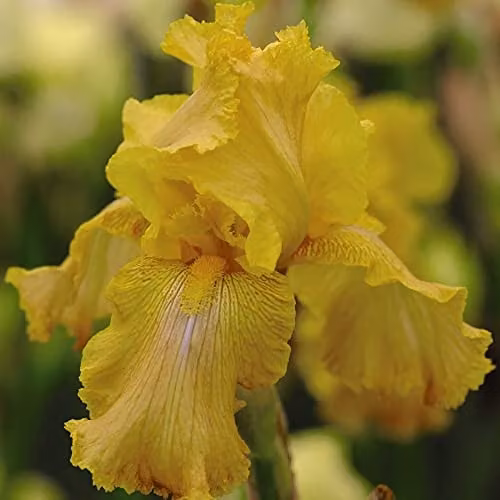 Thompson and Morgan Iris Re-Blooming Buckwheat Garden Plant, Yellow Hardy Perennial, 1x Bare Root