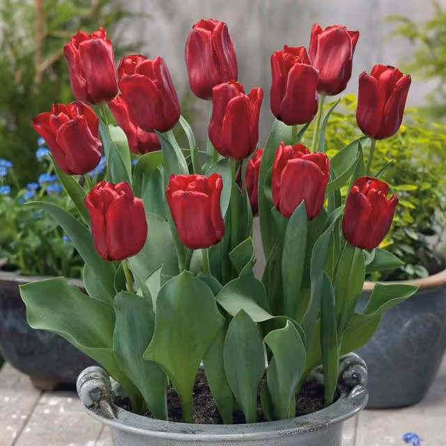 Marshalls Garden Tulip Seadov Bulb, Deep Purple