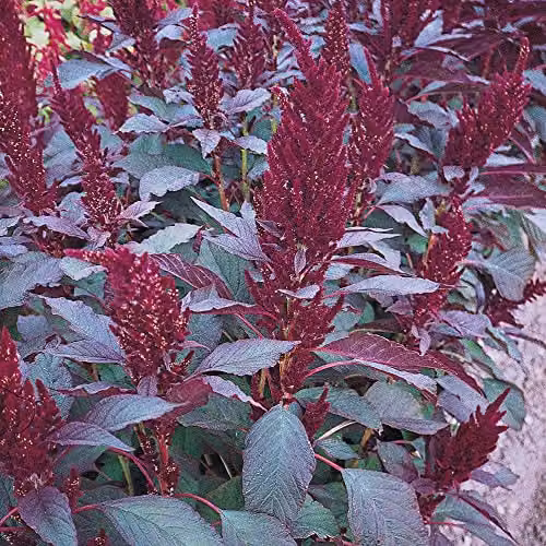 Thompson and Morgan Amaranthus Marvel Bronze Purple Amaranth Seeds, 500 Seeds – 3