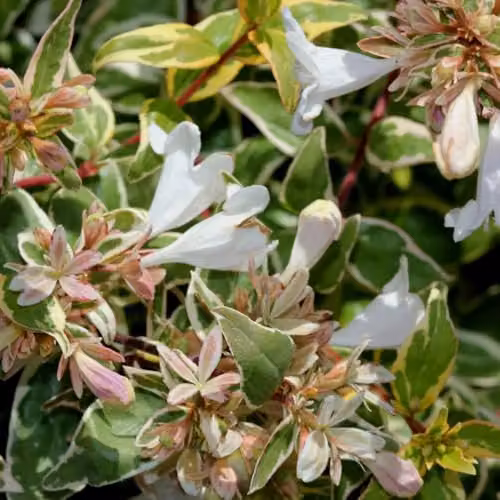 Thompson & Morgan Abelia x grandiflora Sparkling Silver Hardy Evergreen Ornamental Shrub with Pink and Silver Foliage, 3 Litre Potted Plant – 2