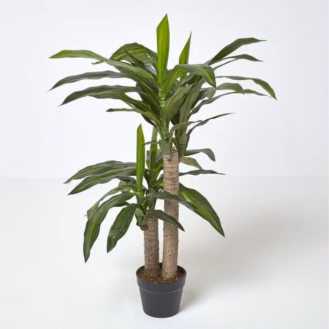 Homescapes Artificial Dracaena Fragrans Tabletop Tree in Green and Black, Height: 90 cm