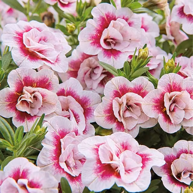 Plants By Post Calibrachoa Pink Ornamental Summer Shrub for Outdoor Baskets and Pots