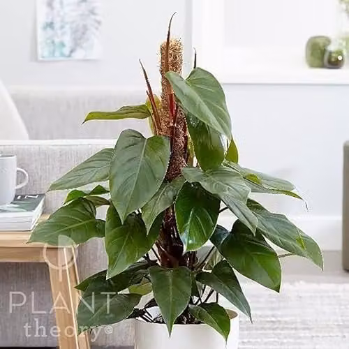 Plant Theory Philodendron Erubescens Red Emerald Indoor Plant with 19cm Pot