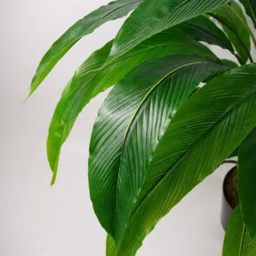 Leaf Design UK Realistic Large Artificial Calathea Foliage Plant in Green, Height: 60 cm – 5