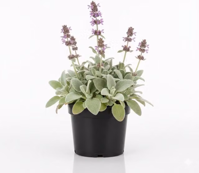 Plants by Post Stachys Byzantina Lambs Ear Perennial Ground Cover Plant, 1L Pot, Silvery Grey