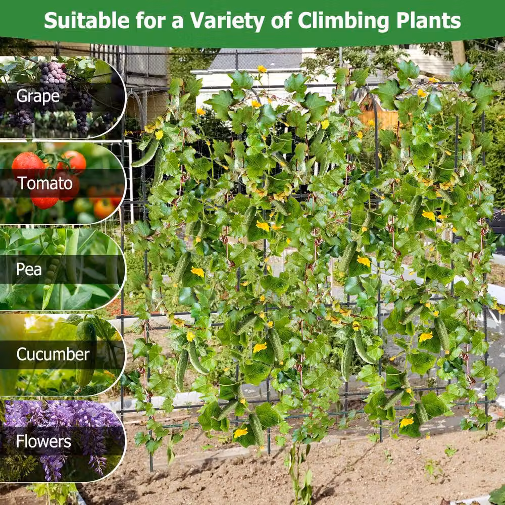 Costway Black Metal U-Shaped Arched Garden Trellis for Climbers and Vegetables, W/H: 180 x 180 cm – 3
