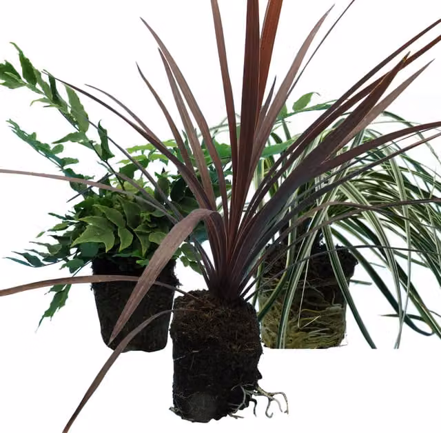 Plants By Post Mix of 3 Outdoor Perennial Garden Plants including Holly Fern, Carex and Red Star Cordyline in Green and Red