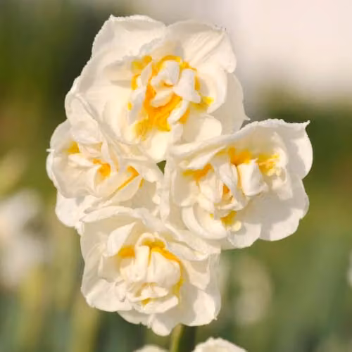 YouGarden Narcissus Bridal Crown Fragrant White Double Daffodil Bulbs, 30 Bulbs – 6