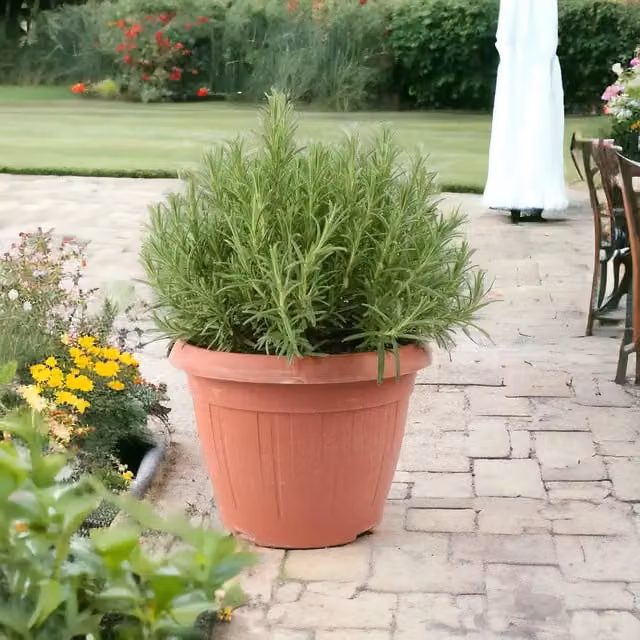 Plants By Post Silvery-Green Rosemary Officinalis Ornamental Shrub