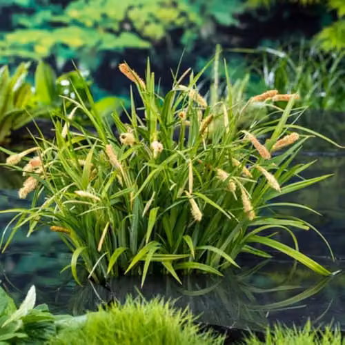 Thompson & Morgan Carex pendula Pendulous Sedge Marginal Aquatic Hardy Perennial, 3 x 9cm Pots – 4
