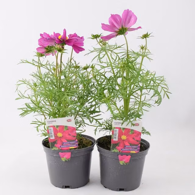 Plants By Post Cosmos Perennial Flowers, Purple and Grey, 6 Pack