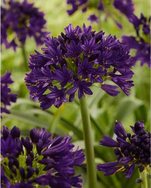 Marshalls Garden Agapanthus Perennial Plant in Blue and Black
