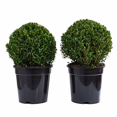 Thompson & Morgan Buxus Sempervirens Box Ball Evergreen Shrub Topiary, 2 x Potted Plants in 23cm Pots