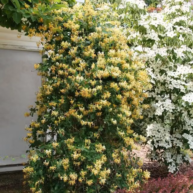 Plants By Post Lonicera periclymenum Scentsation Yellow and White Climbing Plant